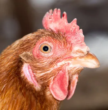 澳洲幸运8计划 进阶策略